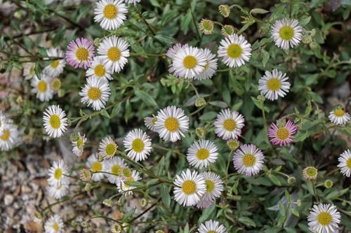 flowers daisies white