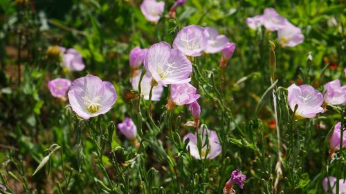 flowers landscape nature