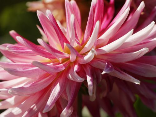 flowers dahlias pink