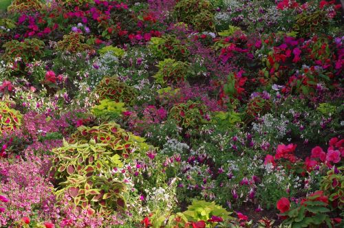 flowers colorful plant