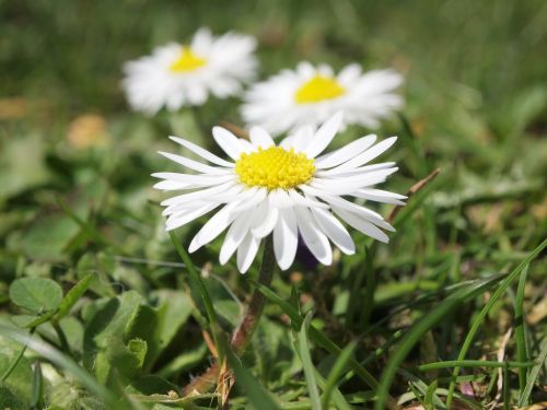 flowers daisy close