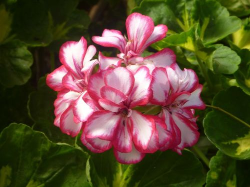 flowers geranium pink