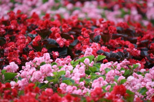 flowers flower bed garden