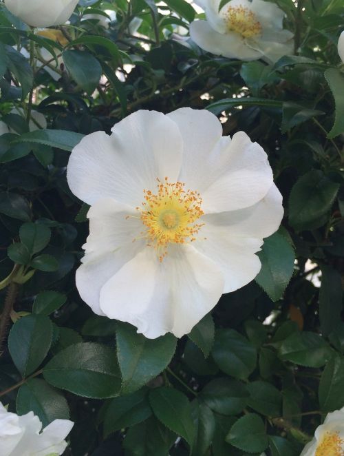 shirobana hamanasu hamanasu flowers