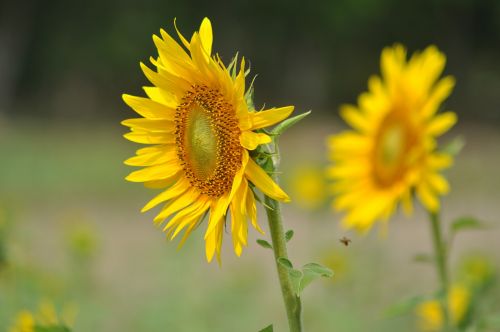 flowers nature sunflowers
