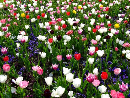 flowers spring tulips