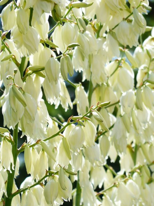 flowers white blütenmeer