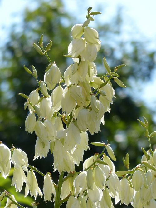 flowers white yucca