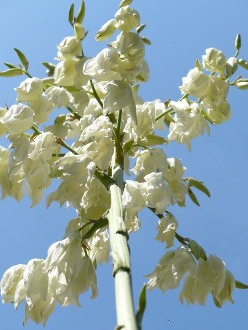 flowers white blütenmeer