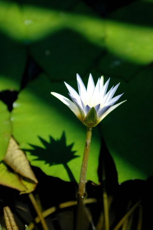 flowers white lotus