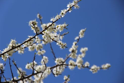 flowers spring white blossom