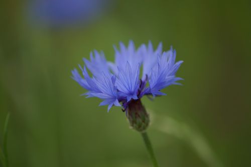 cornflower flowers blue