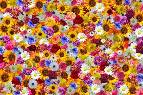 flowers sun flower colorful