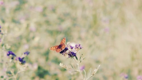 flowers butterfly nature