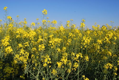 flowers field germany