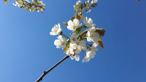 flowers cherries morellblomster