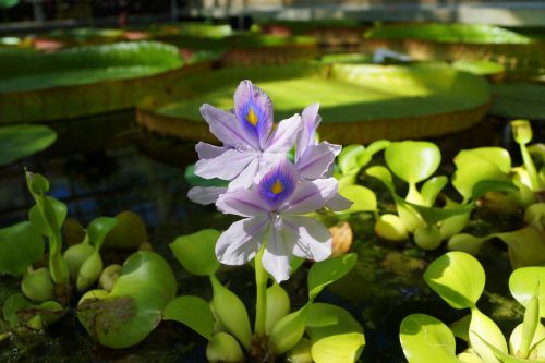 flowers water nature