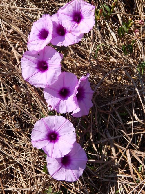 flowers lilac flower field