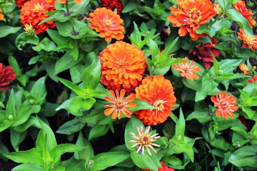 flowers orange plant