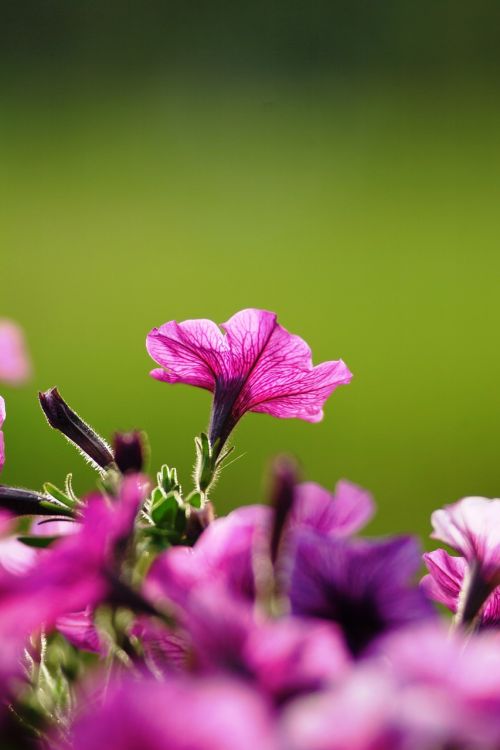 flowers violet camera