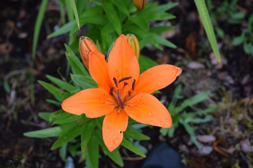 lily flowers orange flower