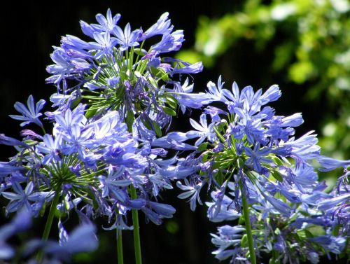 flowers agapanthus filigree