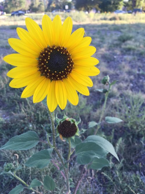 flowers sunflower fall