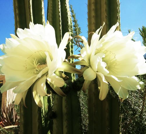 flowers garden nature