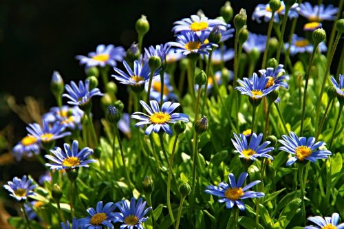 flowers shrub blossom