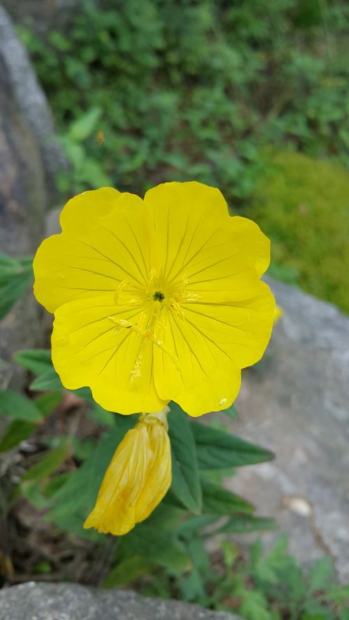 flowers potentilla fragarioides yellow flower