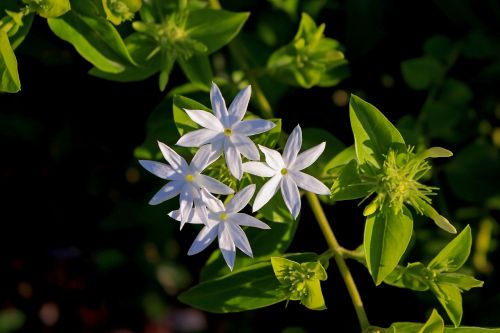 jasmine's star flowers white