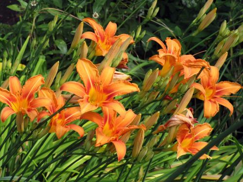 lily flowers orange