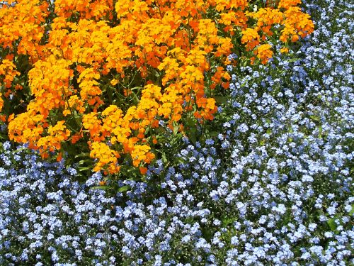flowers garden orange