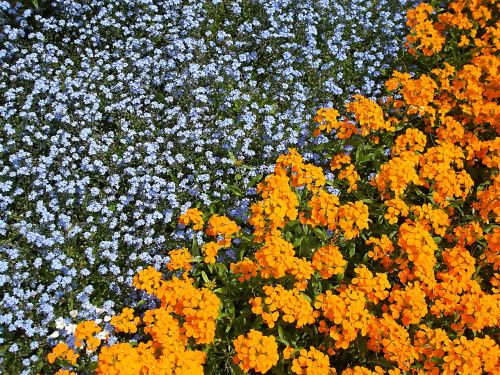 flowers garden orange