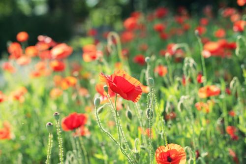 flowers red flower poppy