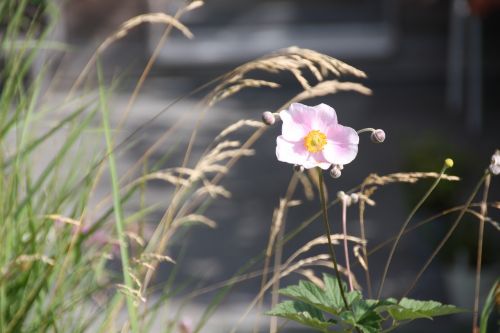 flowers grass bloom