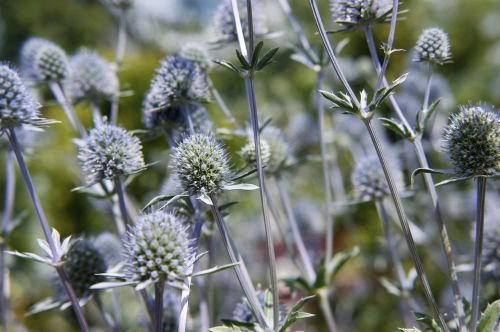 flowers nature plants