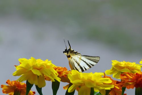 flowers marigold butterfly