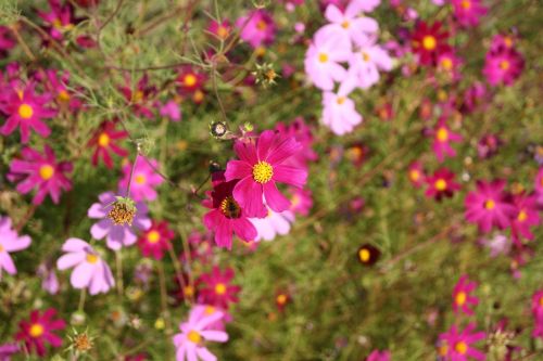 flowers fauna pink
