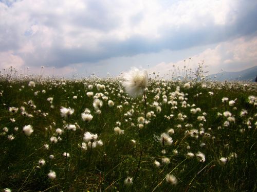 romania grass flowers