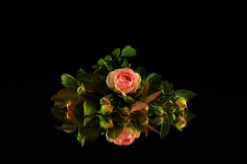 flowers rosa rose