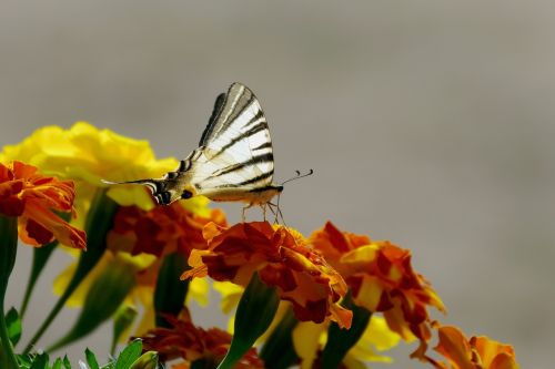 flowers marigold butterfly