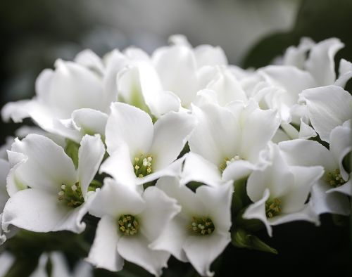 flowers white flower