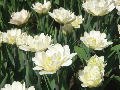 tulips flowers white
