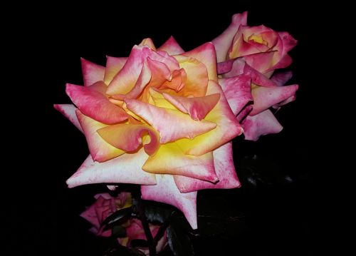 flowers rose pink