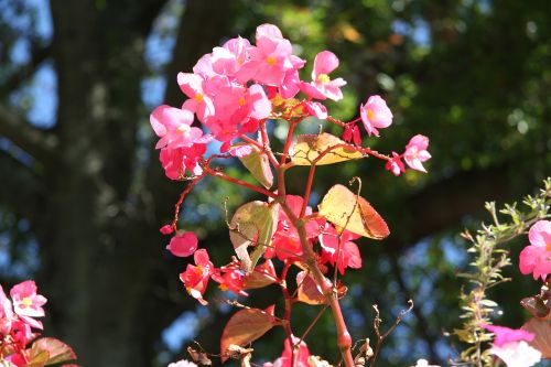 flowers pink flowers blossom