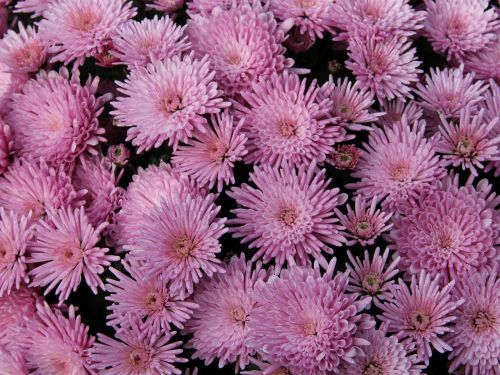 flowers pink chrysanthemum