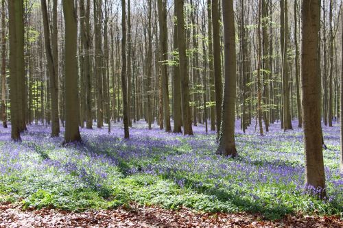 flowers bluebell trees