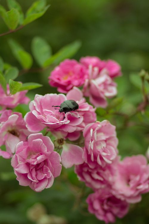 flowers bugs nature