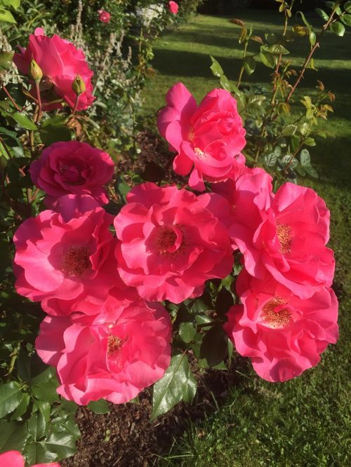 flowers red roses nature